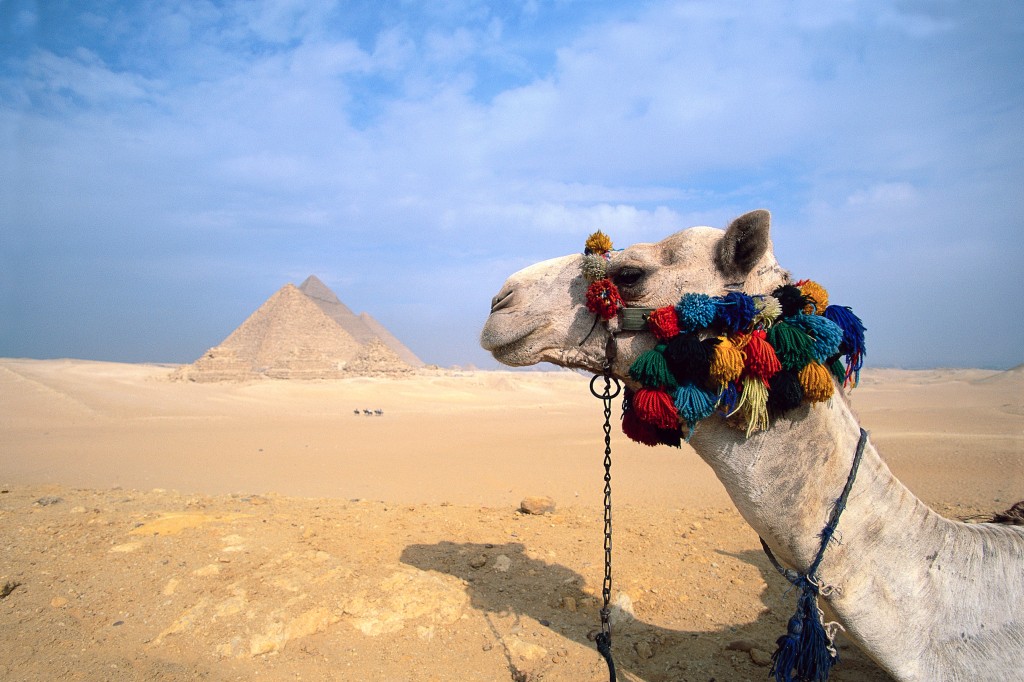 Camel and Pyramid, Giza, Egypt