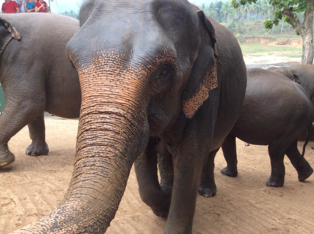 Sri Lanka elephants by Gloria DeLuca